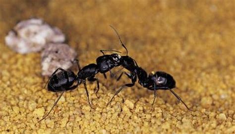 Can carpenter ants bite people? What Is the Acid in an Ant Bite? | Animals - mom.me