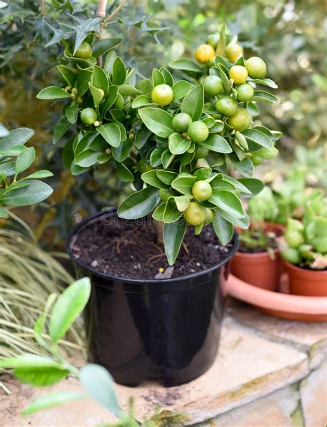Calamansi Also Known As Calamondin Or Philippine Lime Planted In The
