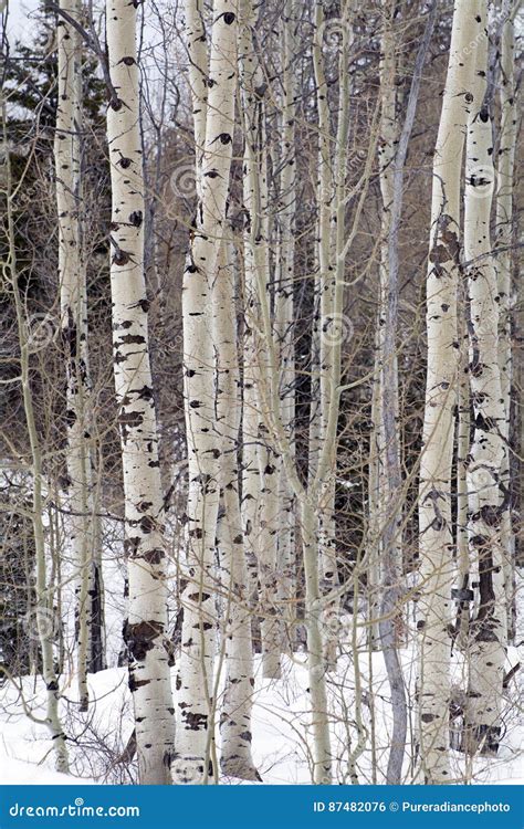 Grove Of Aspen Trees In Wasatch Mountain Peaks In Northern Utah In The