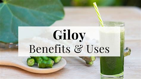 Giloy Health Benefits Uses Side Effects And More