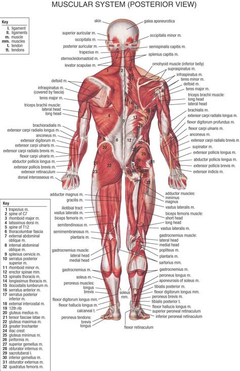 Female Muscular System Diagram Anatomy