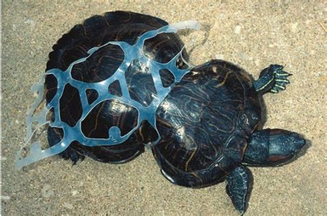 Artes De Pesca Vamos A Pescar Tortuga Boba