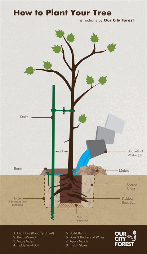 How To Plant Your Tree Infographic On Behance