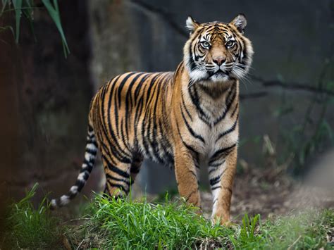 Reclassifying Remaining 4000 Tigers In World Could Help Save Them From