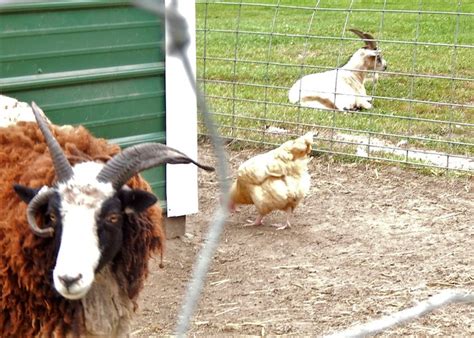 The Risks Of Keeping Goats With Chickens Backyard Poultry