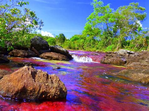 虹が溶けた川と称される奇跡の七色の川コロンビアが誇るキャノクリスタレス SELECTY画像あり コロンビア 風景 行っ