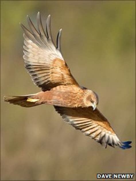Marsh Harrier Breeds In Cheshire For First Time Bbc News