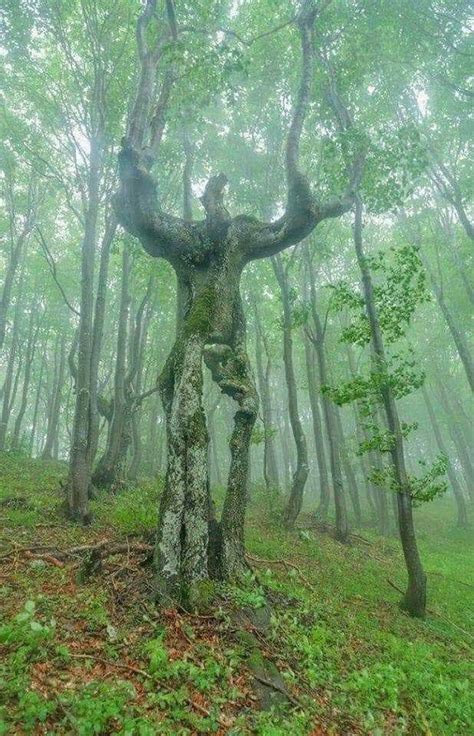 Pin By Deb Jay On Incredible Trees Weird Trees Beautiful Tree