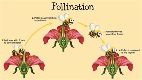 pollinator pockets manhattan parks and rec ks