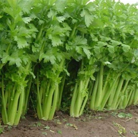 Celery Tall Utah 52 70 St Clare Heirloom Seeds Heirloom And Open