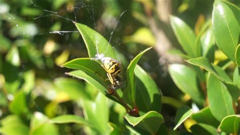 Vespula Germanica Vs Steatoda Nobilis YouTube