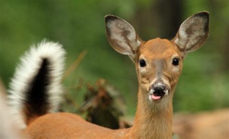 Blue Tongue Disease Taking Toll On Kentucky Deer Could Texas Be Next