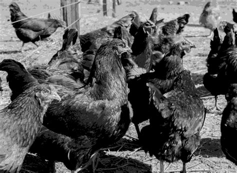 A History Of Chickens Then 1900 Vs Now 2016