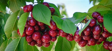 Indulge Without Overindulging With Dark Sweet Cherries Have A Plant