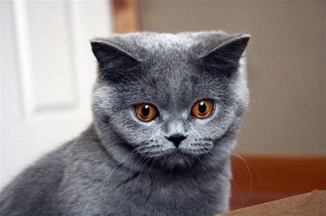 Blue British Shorthair Hd Wallpapers Desktop And Mobile Images And Photos