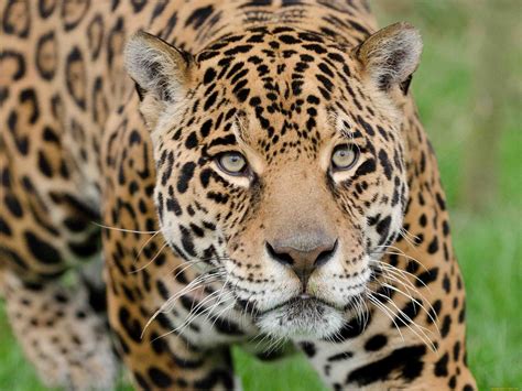Close-up nature animals grass Jaguar wild wallpaper | 2560x1920 ...
