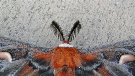 Life At The Blue Rock Ranch Cecropia Moth