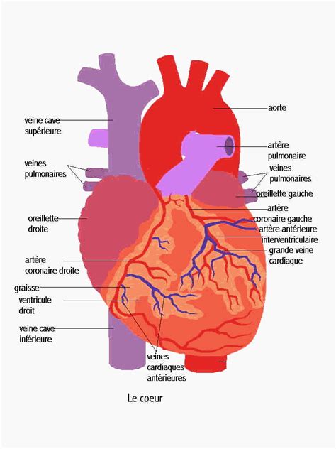 Schema Physiologie Du Coeur