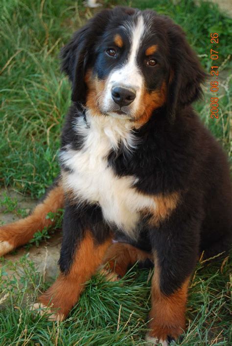 Bernese Mountain Dog Greatdogsite