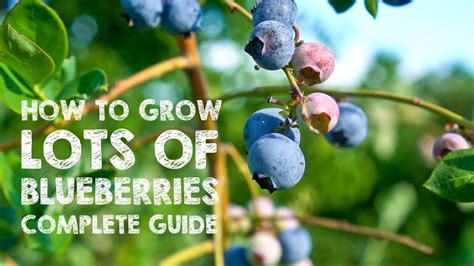 How To Grow Lots Of Blueberries Complete Guide Youtube