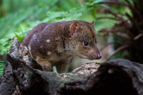 Spotted Tail Quoll | Sean Crane Photography