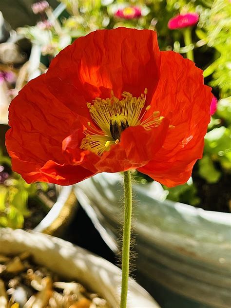 Icelandic Poppy In My January Garden One Year Ago Today Chic Bee