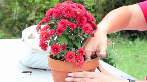 Keep your mums thriving with this helpful growing guide. How to Grow Mums in a Pot : Gardening With Mums - YouTube