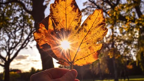 Why do leaves change colour in autumn?