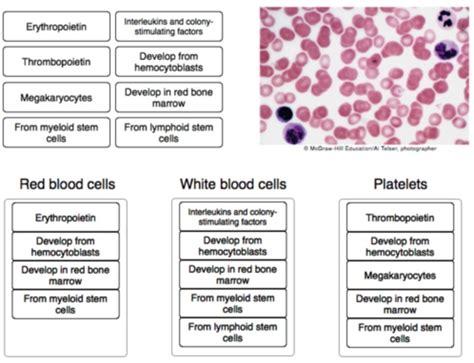Compare The Processes Of Red Blood Cell Production White Blood Cell