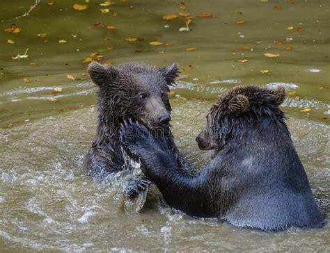 Two Brown Bear Cubs Play Fighting Stock Image Image Of Cute Finnish