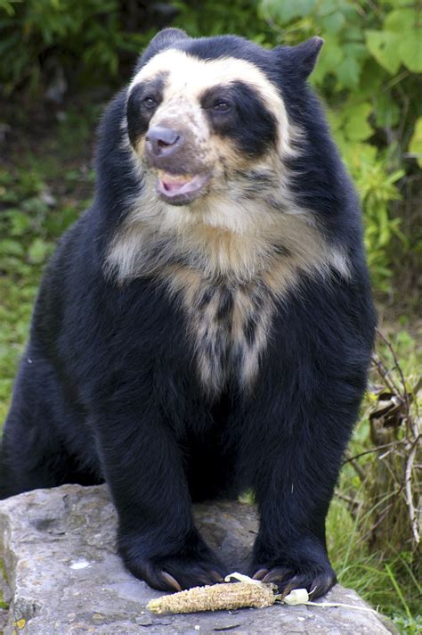 Spectacled Bear A