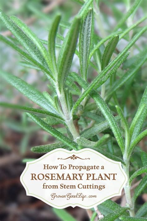 How To Propagate A Rosemary Plant From Stem Cuttings