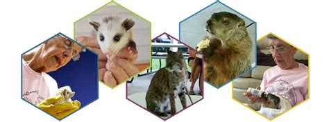 Rehabilitating Orphan And Injured Wildlife Since 1962 A Non Profit