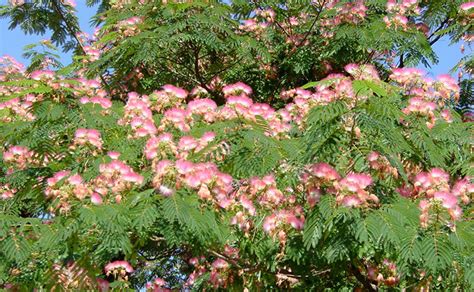 Brighten Your Back Yard With A Colorful Mimosa Tree Stark Bro S