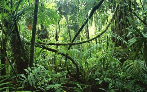 Rainforest In Costa Rica Hd Wallpaper Jungle Images Jungle Wallpaper