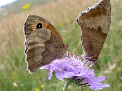 photographs of parsonage down national nature reserve wiltshire england meadow brown butterflies