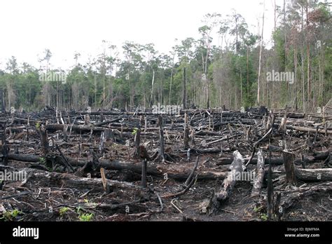 The Illegal Logging Trade In Indonesian Borneo Leaves Forests Gutted