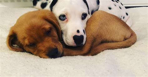 22 Photos Of Puppies That Are Too Cute To Be Real