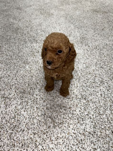 Miniature Poodle For Sale In Placer County 1 Petzlover
