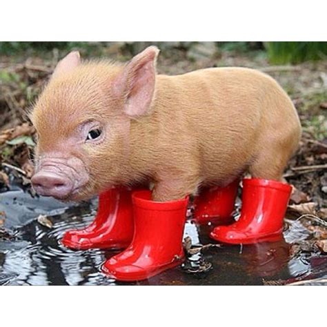 Pig In Rain Boots Laughs Pinterest Rain Boot And Animal