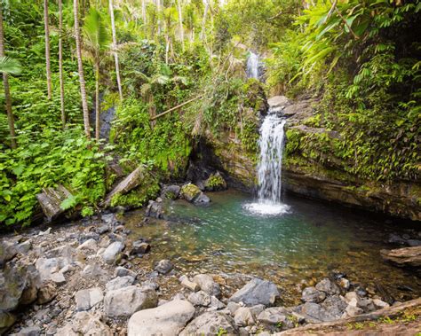 El Yunque Waterfall And Hiking Guide Snorkel And Hike