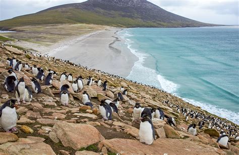 an essential guide to the falkland islands lonely planet lonely planet