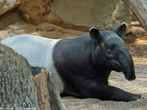 Interesting Facts About Tapirs Just Fun Facts Tapir Fun Facts Animals
