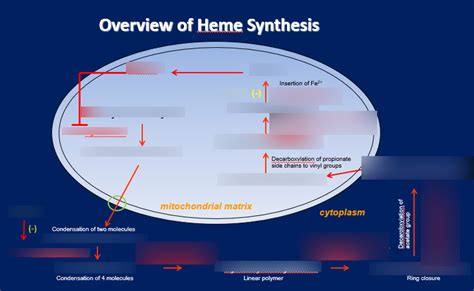 Heme Synthesis Porphyrias Diagram Quizlet