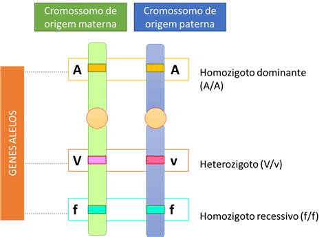 Por Dentro Do Mundo Das C Lulas Genes Alelos