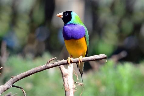 Part 1 An Introduction To The Gouldian Finch Planet Aviary