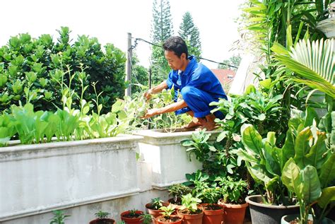 Kebun Urban Mudahnya Merawat Tanaman Di Rumah