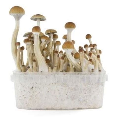 B Magic Mushroom Online