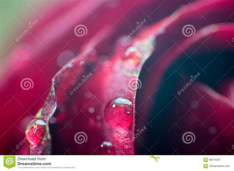 Symbol Of Love And Romantic Feelings Red Rose Petals Macro Picture With