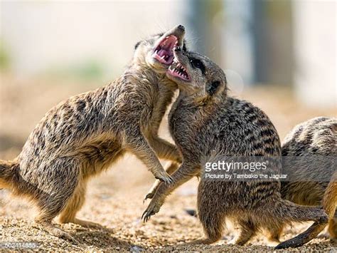 Meerkat Fight Photos And Premium High Res Pictures Getty Images
